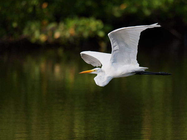 Jalohaikara, Great Egret, Egretta alba