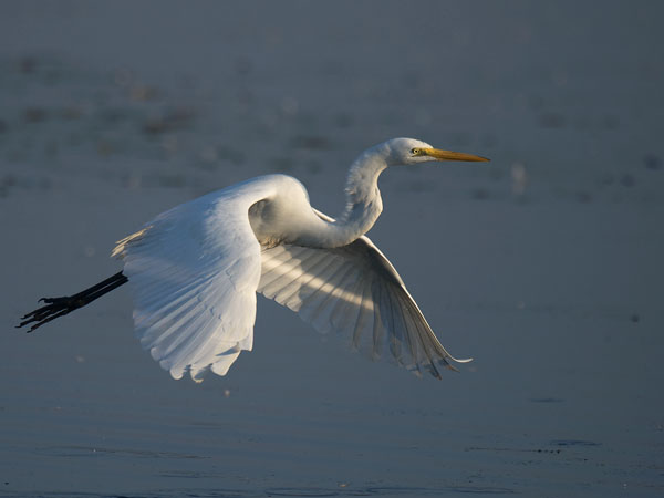 Jalohaikara, Great Egret, Egretta alba
