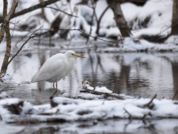 Jalohaikara, Great Egret, Egretta alba