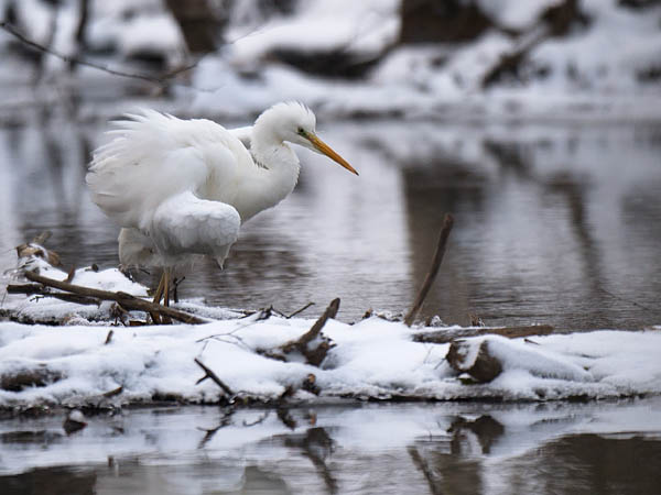 Jalohaikara, Great Egret, Egretta alba