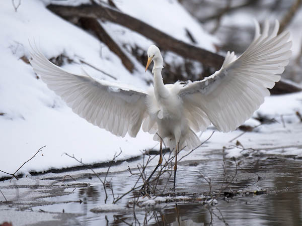 Jalohaikara, Great Egret, Egretta alba