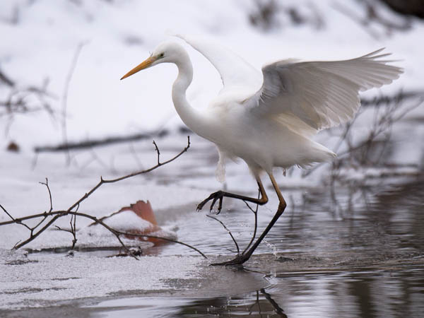 Jalohaikara, Great Egret, Egretta alba