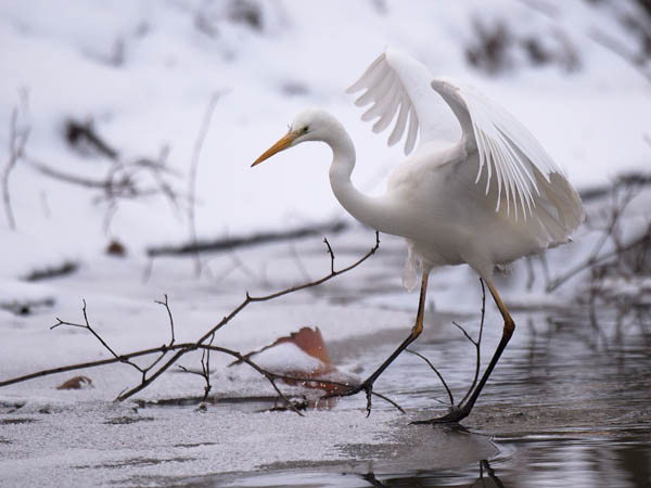Jalohaikara, Great Egret, Egretta alba
