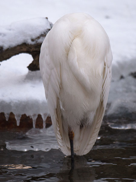 Jalohaikara, Great Egret, Egretta alba