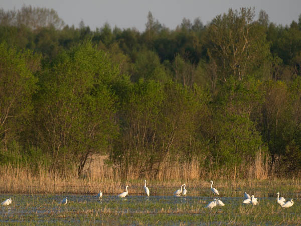Jalohaikara, Great Egret, Egretta alba