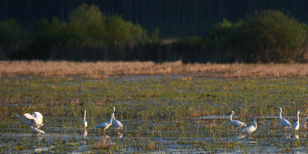 Jalohaikara, Great Egret, Egretta alba