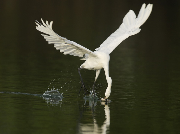 Silkkihaikara, Little Egret, Egretta garzetta