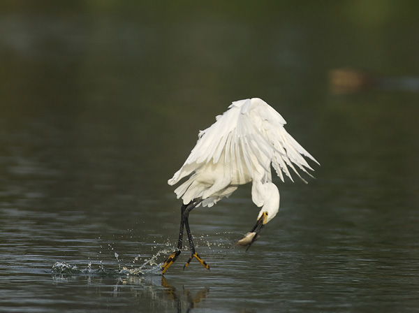 Silkkihaikara, Little Egret, Egretta garzetta