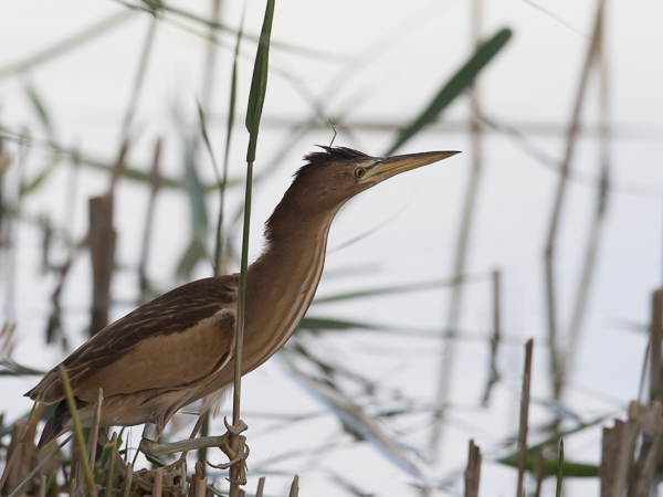 Pikkuhaikara, Little Bittern, Ixobrychus minutus