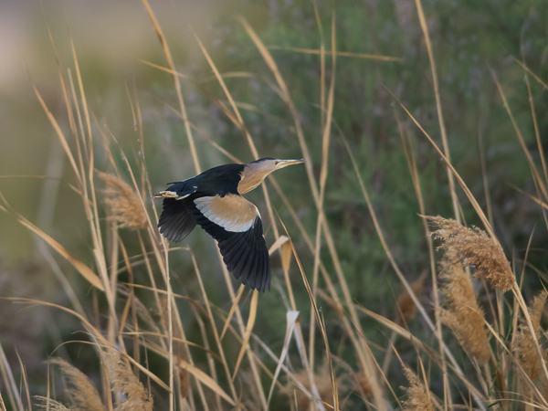 Pikkuhaikara, Little Bittern, Ixobrychus minutus