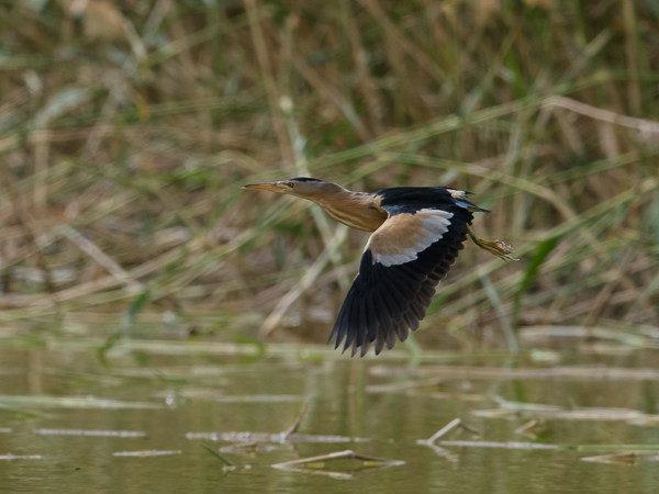 Pikkuhaikara, Little Bittern, Ixobrychus minutus