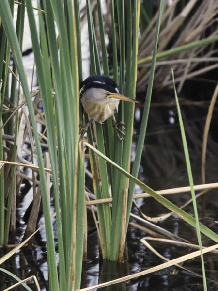 Pikkuhaikara, Little Bittern, Ixobrychus minutus