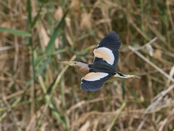 Pikkuhaikara, Little Bittern, Ixobrychus minutus