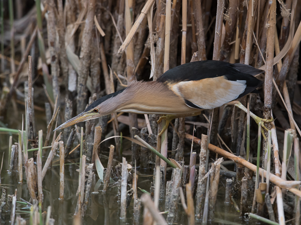 Pikkuhaikara, Little Bittern, Ixobrychus minutus