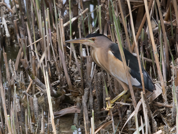 Pikkuhaikara, Little Bittern, Ixobrychus minutus