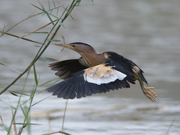 Pikkuhaikara, Little Bittern, Ixobrychus minutus