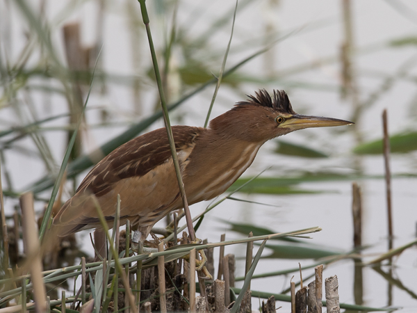 Pikkuhaikara, Little Bittern, Ixobrychus minutus