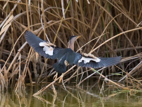 Pikkuhaikara, Little Bittern, Ixobrychus minutus