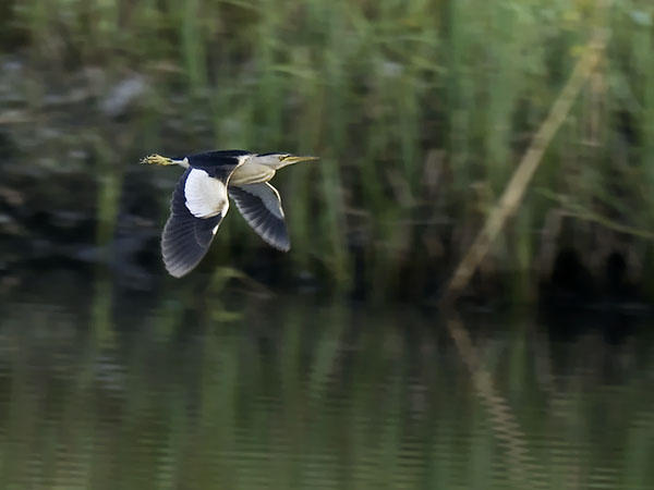 Pikkuhaikara, Little Bittern, Ixobrychus minutus