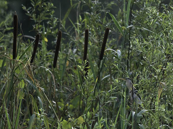 Pikkuhaikara, Little Bittern, Ixobrychus minutus
