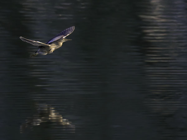 Pikkuhaikara, Little Bittern, Ixobrychus minutus