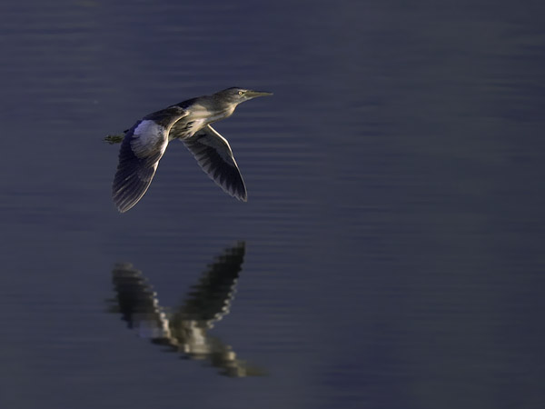 Pikkuhaikara, Little Bittern, Ixobrychus minutus