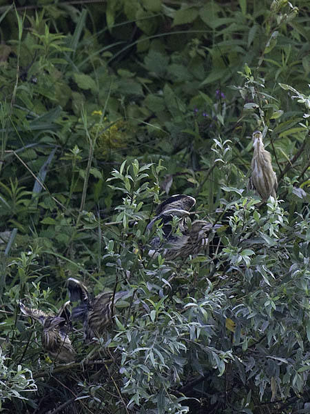 Pikkuhaikara, Little Bittern, Ixobrychus minutus