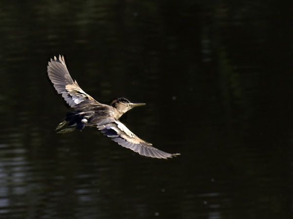 Pikkuhaikara, Little Bittern, Ixobrychus minutus