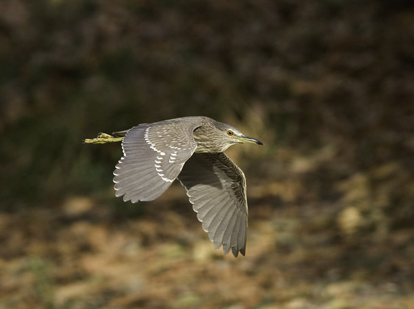 Yöhaikara, Black-crowned Night Heron, Nycticorax nycticorax
