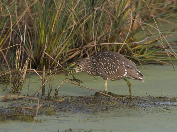 Yöhaikara, Black-crowned Night Heron, Nycticorax nycticorax