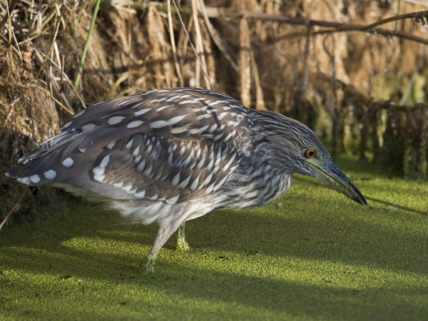 Yöhaikara, Black-crowned Night Heron, Nycticorax nycticorax