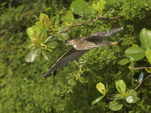 Yöhaikara, Black-crowned Night Heron, Nycticorax nycticorax