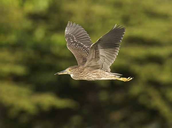 Yöhaikara, Black-crowned Night Heron, Nycticorax nycticorax