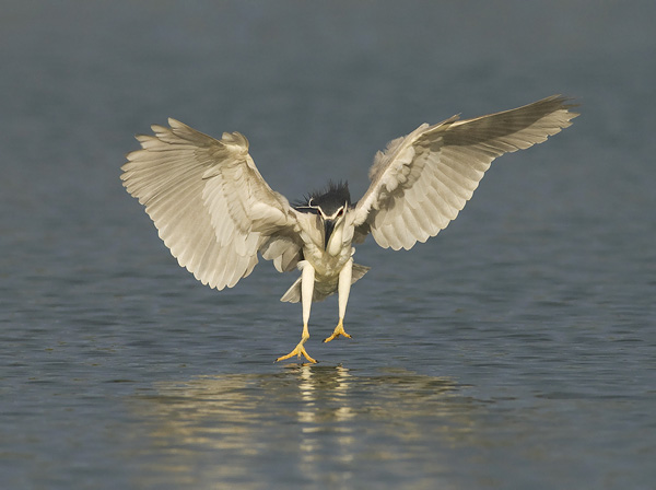 Yöhaikara, Black-crowned Night Heron, Nycticorax nycticorax