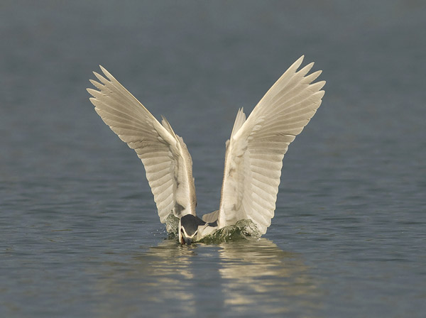 Yöhaikara, Black-crowned Night Heron, Nycticorax nycticorax