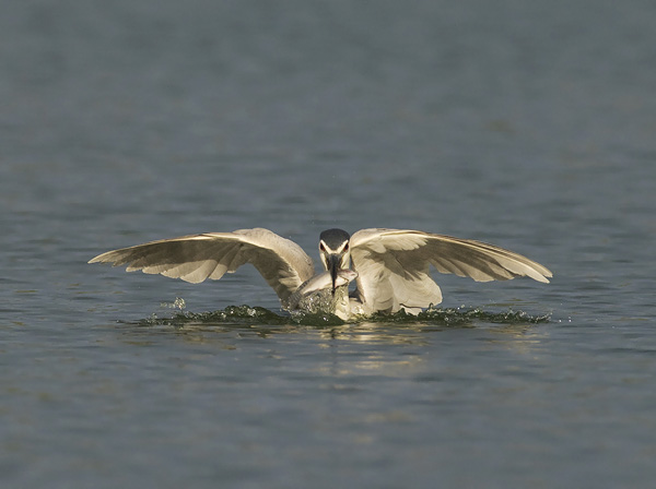 Yöhaikara, Black-crowned Night Heron, Nycticorax nycticorax