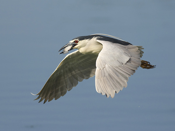Yöhaikara, Black-crowned Night Heron, Nycticorax nycticorax