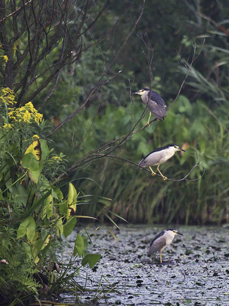 Yöhaikara, Black-crowned Night Heron, Nycticorax nycticorax