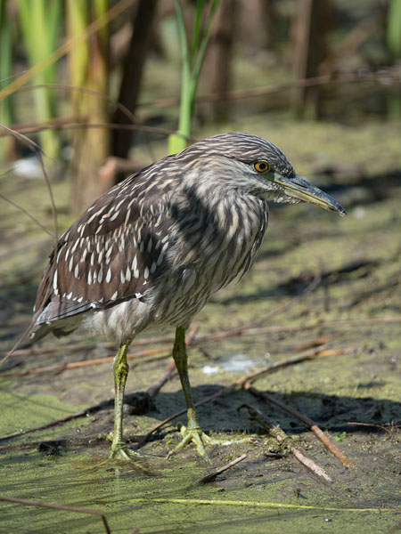 Yöhaikara, Black-crowned Night Heron, Nycticorax nycticorax