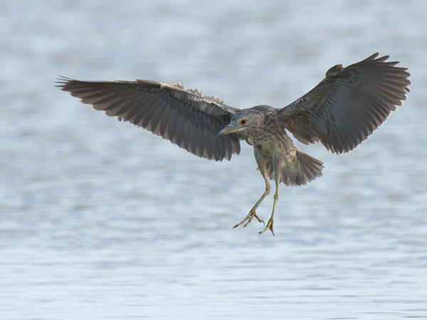 Yöhaikara, Black-crowned Night Heron, Nycticorax nycticorax