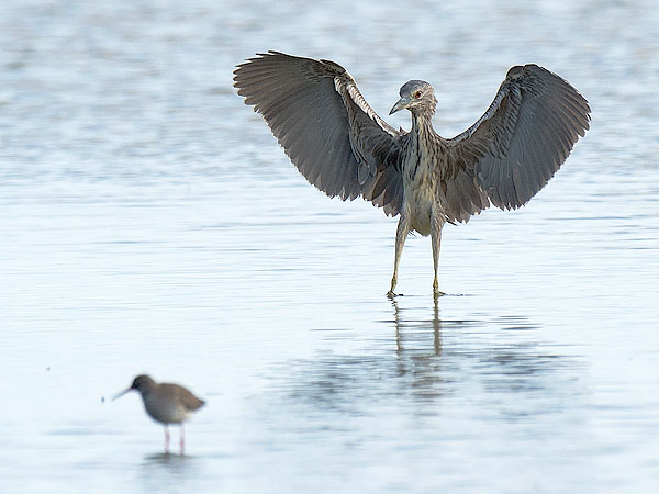 Yöhaikara, Black-crowned Night Heron, Nycticorax nycticorax