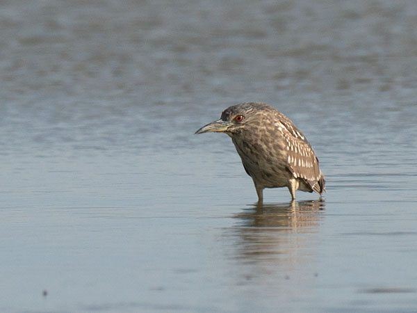 Yöhaikara, Black-crowned Night Heron, Nycticorax nycticorax