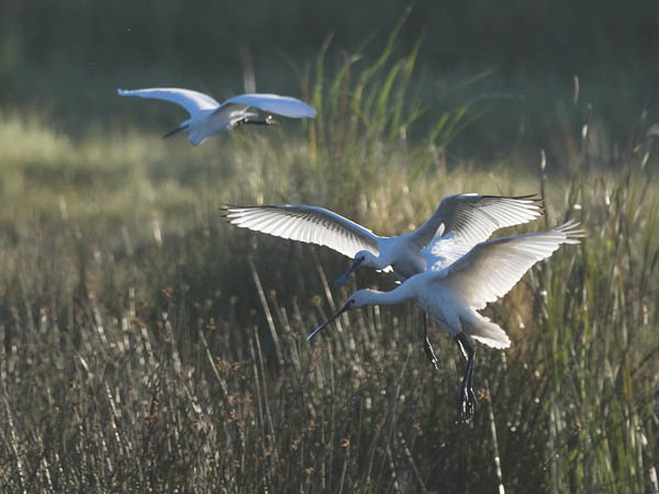 Kapustahaikara, Eurasian Spoonbill, Platalea leucorodia