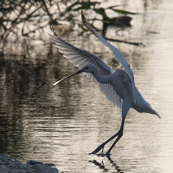 Kapustahaikara, Eurasian Spoonbill, Platalea leucorodia