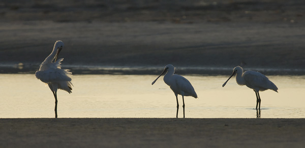 Kapustahaikara, Eurasian Spoonbill, Platalea leucorodia