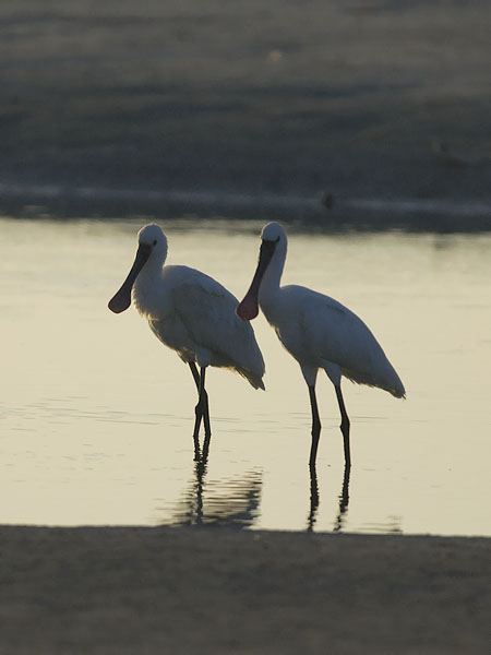 Kapustahaikara, Eurasian Spoonbill, Platalea leucorodia