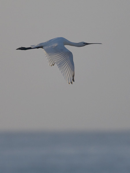 Kapustahaikara, Eurasian Spoonbill, Platalea leucorodia