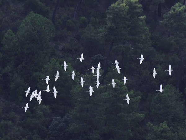 Kapustahaikara, Eurasian Spoonbill, Platalea leucorodia