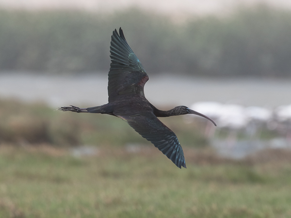 Pronssi-iibis, Glossy Ibis, Plegadis falcinellus