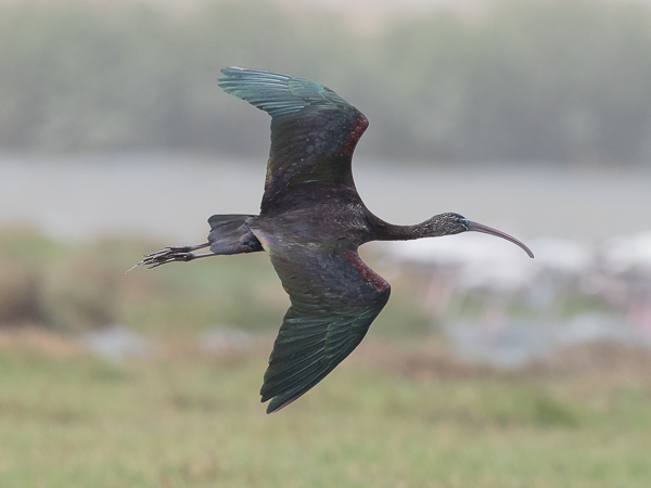 Pronssi-iibis, Glossy Ibis, Plegadis falcinellus